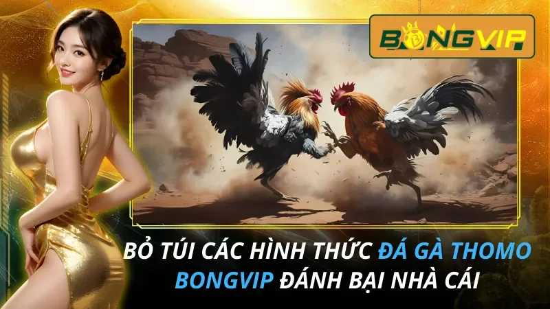 Đá Gà THOMO